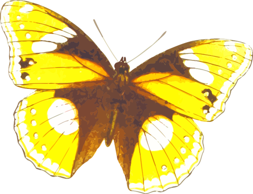 Žlutavě motýl