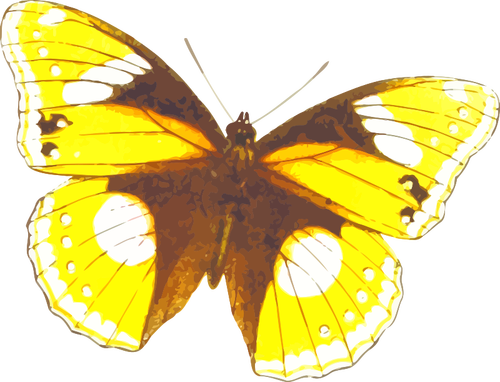 Yellowish butterfly