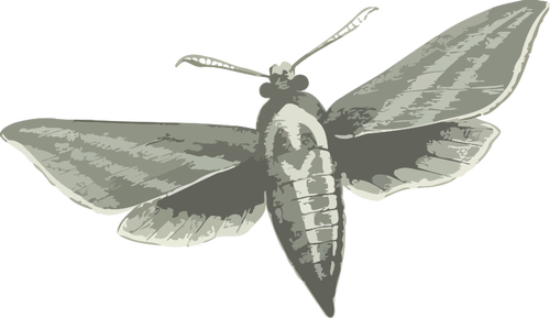 Elefant hawk moth