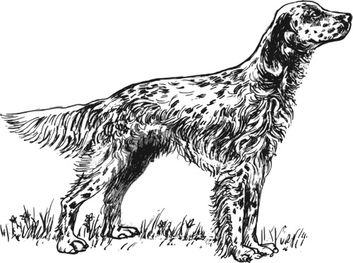 Engelsk Setter vektor illustration