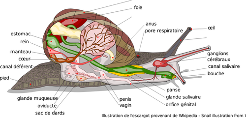 Image vectorielle du diagramme du corps de l