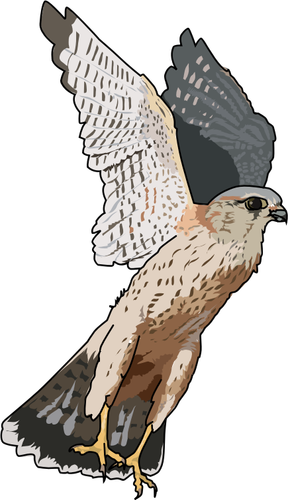 Merlin falcon vektorové ilustrace