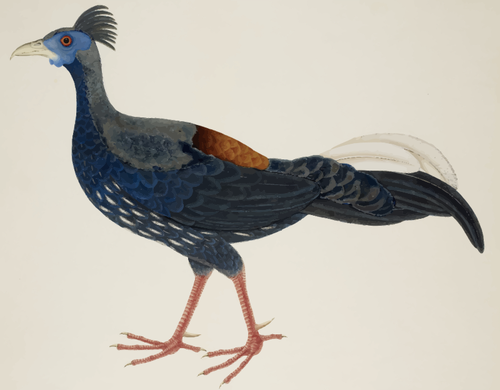 Dibujo de pájaro grande-cola larga de color