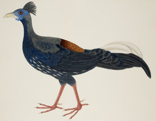 Kleur tekening van grote lange-tailed vogel