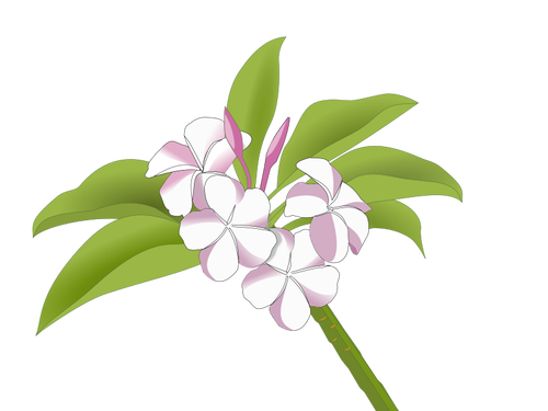 하와이 꽃
