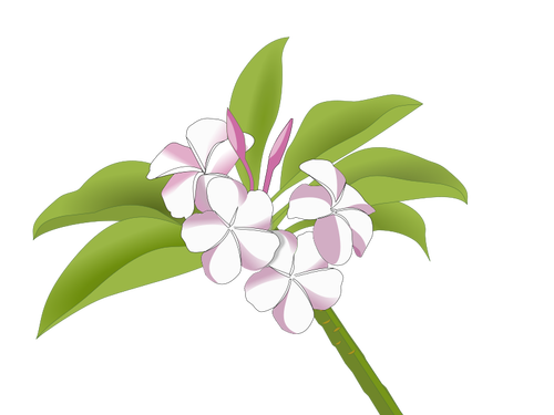 Fiori hawaiani