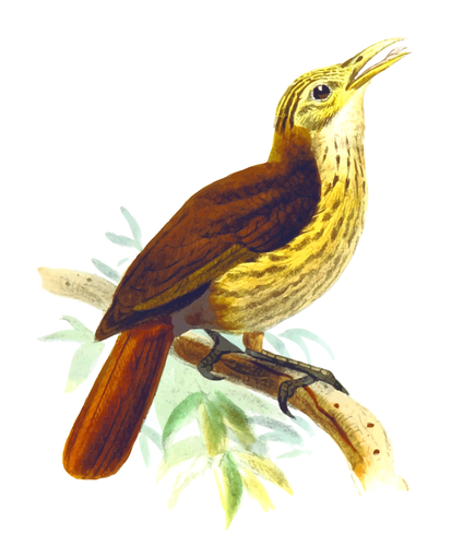 Friarbird gambar