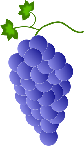 Fioletowe winogrona