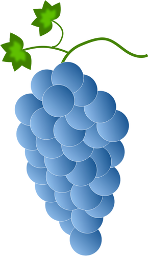 Blue grapes