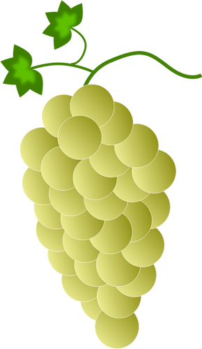 黄色的葡萄
