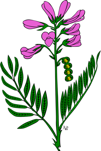 Vector de la imagen de planta hedysarum boreale