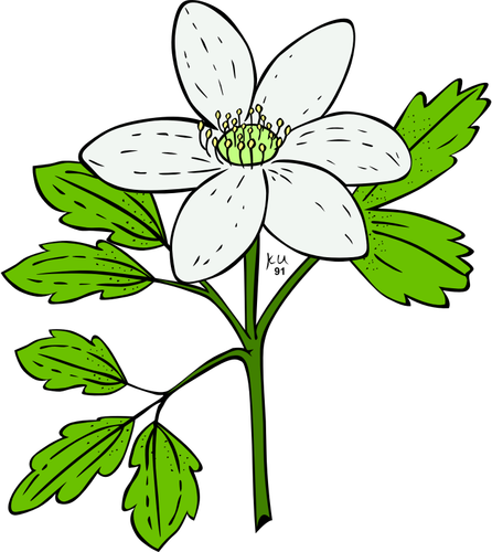Векторное изображение растения анемона Пипери