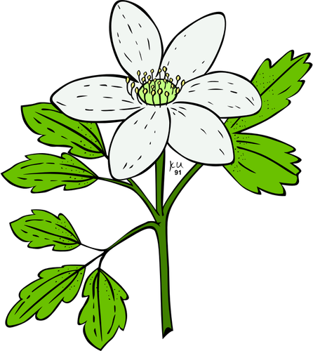 Vektor-Bild der Anemone Piperi Anlage