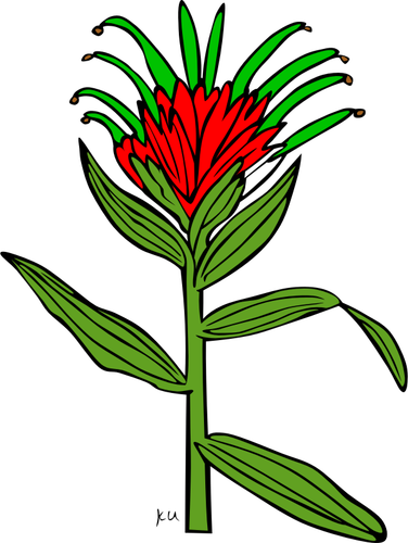 Vektor-Illustration Castilleja Miniata Pflanze
