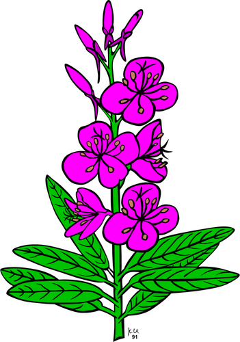 Vektör epilobium angustifolium bitki çizimi