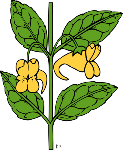 Grafica vettoriale di piante di impatiens aurella