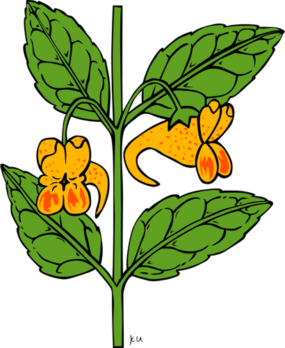 インパチェンスの capensis 植物のベクトル描画
