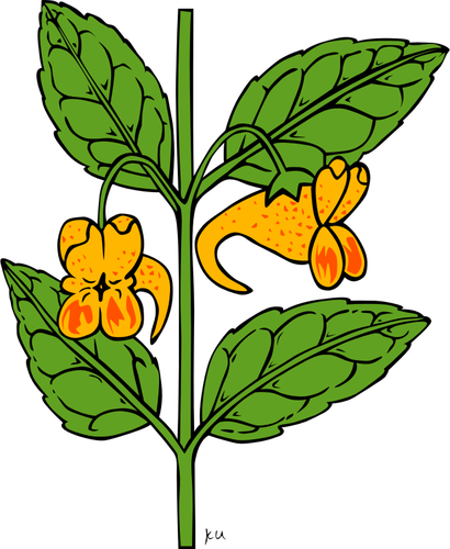 Vector tekening van impatiens capensis plant