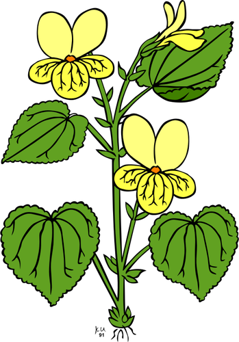 Ilustração em vetor de flor de glabela viola