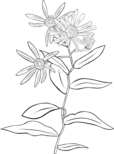 Western opzichtig Aster vector tekening