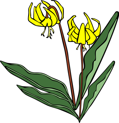 Erythronium 桔梗矢量