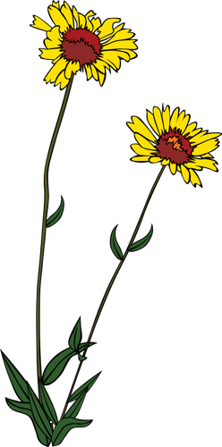 Vectorul de aristata Gaillardia