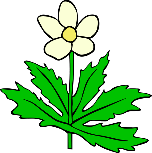 Anemone canadensis vektor