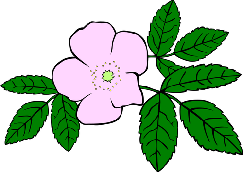 Rosa acicularis vektör