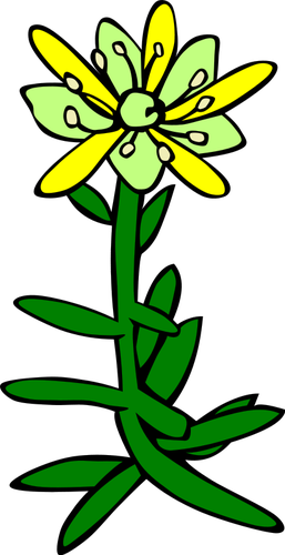 Saxifraga aizoides vector