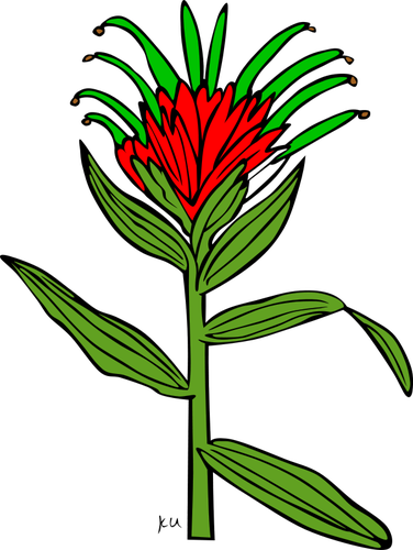 Castilleja киноварная