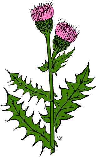 Cirsium arvense vektori