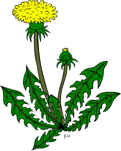 Dandelion फूल वेक्टर ड्राइंग