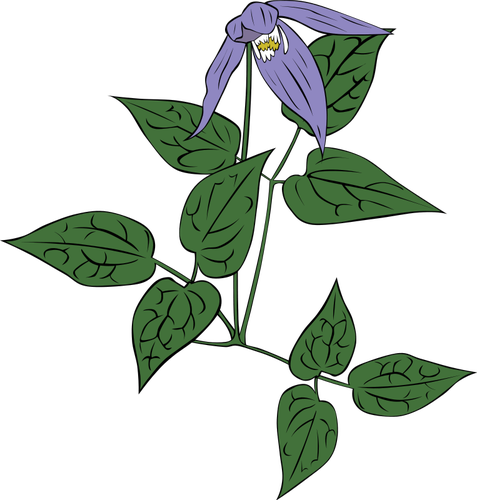 Clematis Platanus bunga