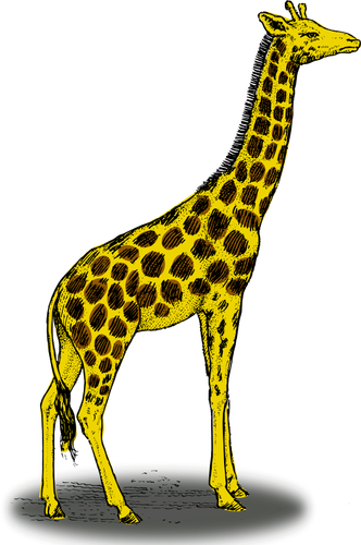 Girafe couleur vector clipart