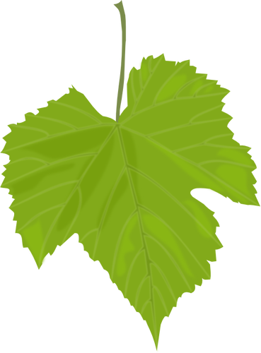 Grape leaf vector image