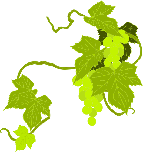 Grapes illustration