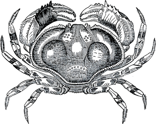 Grayscale kepiting