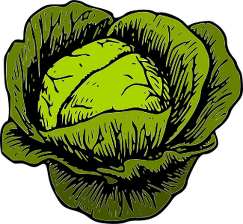 Green cabbage vegetables