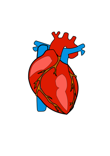 Rosso cuore umano