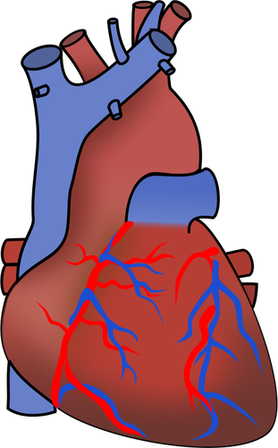 בתמונה וקטורית של הלב מציג שסתומים, העורקים והוורידים