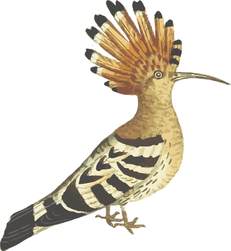 Hoopoe väripiirros