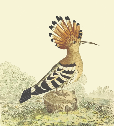 Hoopoe في طبيعة الرسم ناقلات