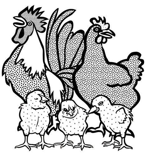 Famiglia del pollo