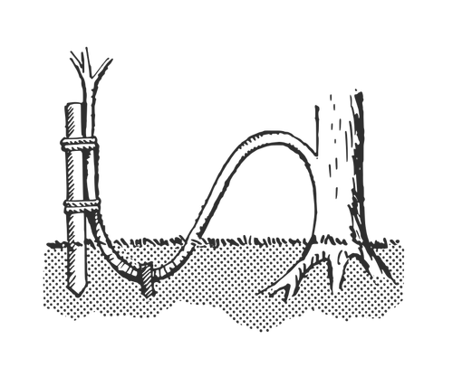 Técnica de estratificação-planta