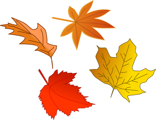 Autumn leaves selection vector image