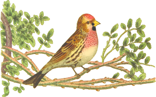 Lesser redpoll on a tree branch color drawing