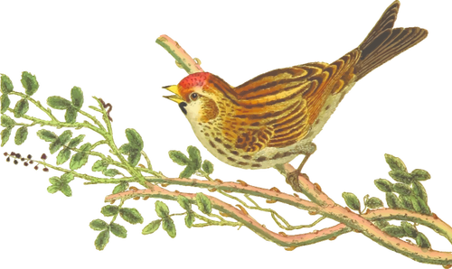 Geringerem Redpoll auf einem Baum Zweig-ClipArt