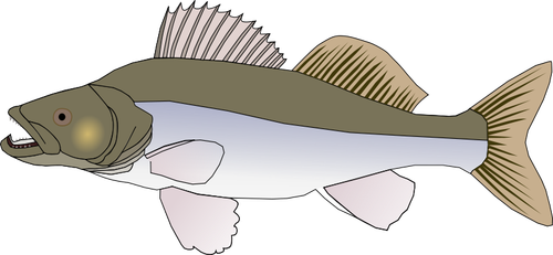 Vector de peces lijadora