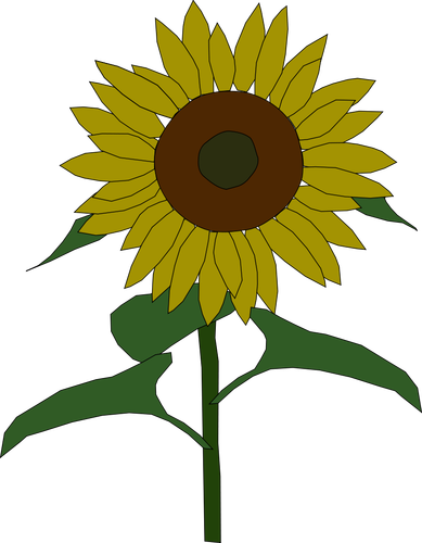 Sunflower vector graphics