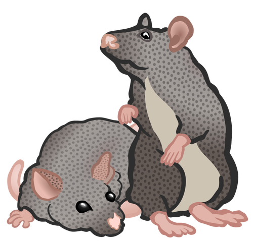 Tikus